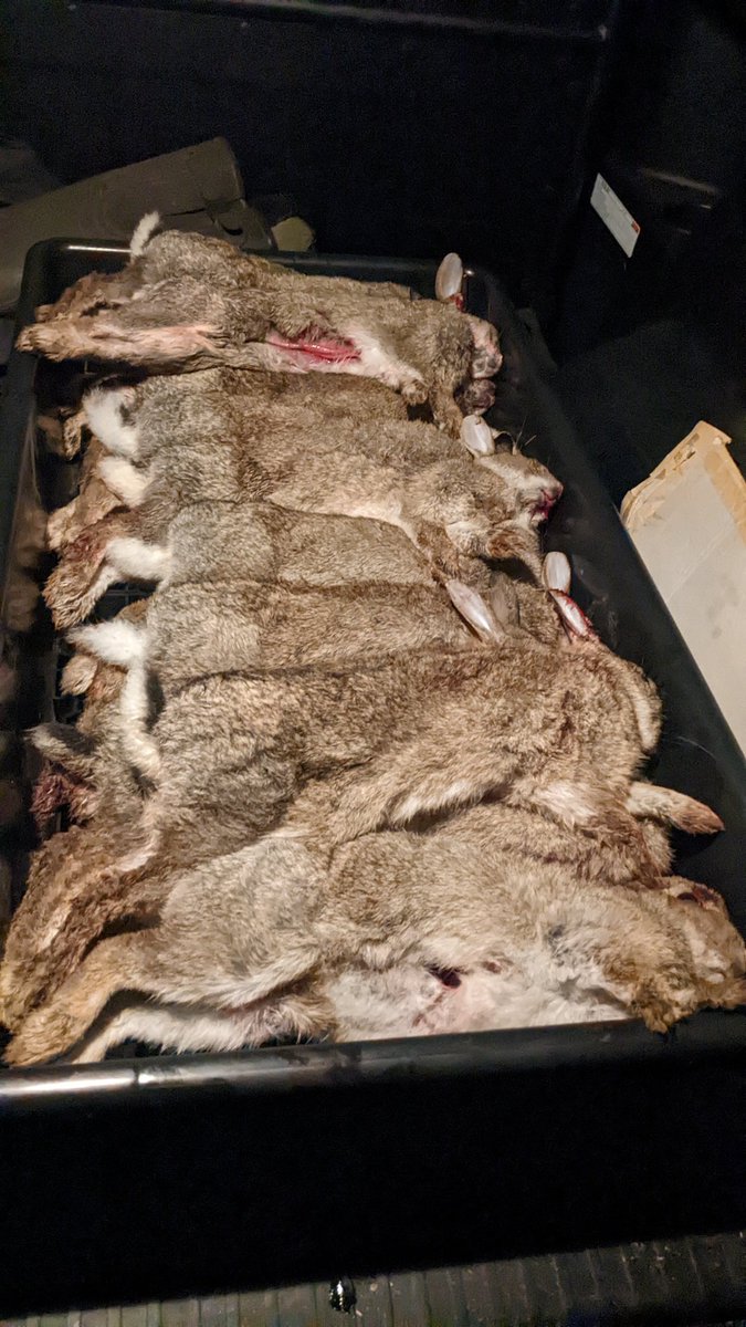 A dozen, clean, head shot rabbits tonight, destined for festive platters. #fieldtofork #freerange #sustainable #antibioticfree #whatsnottolike