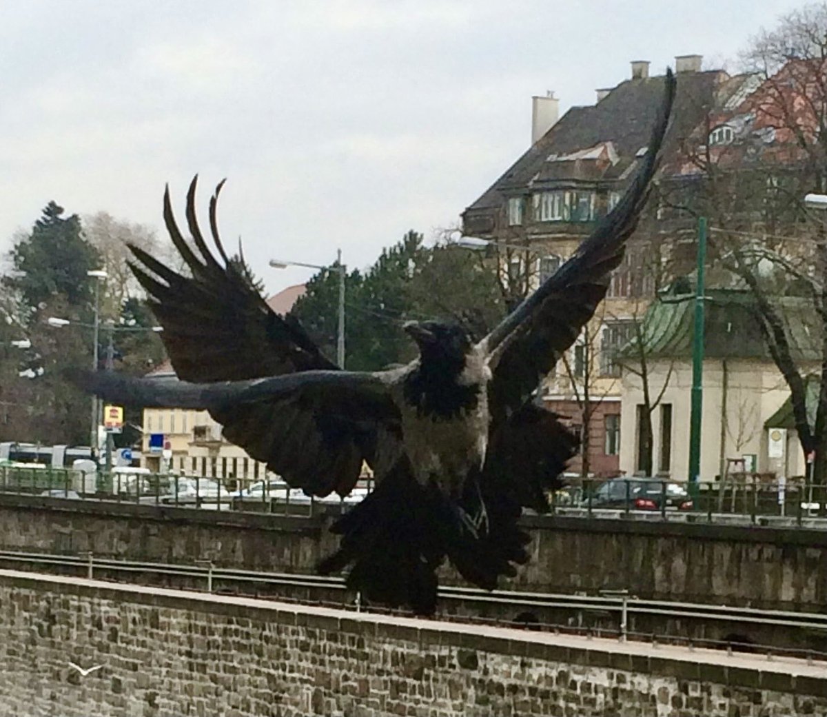 city_crows's tweet photo. #GameOfCrows -memories
A poser even in flight
GoC superstar Schöner Willi, still a young guy back in 2015
And apparently not so handsome yet. Guess he was beaten up by The Kennedys cause is tail is in a mess.
The next year he had found beautiful partner and territory conq..➡️ https://t.co/WOuFTivR0U