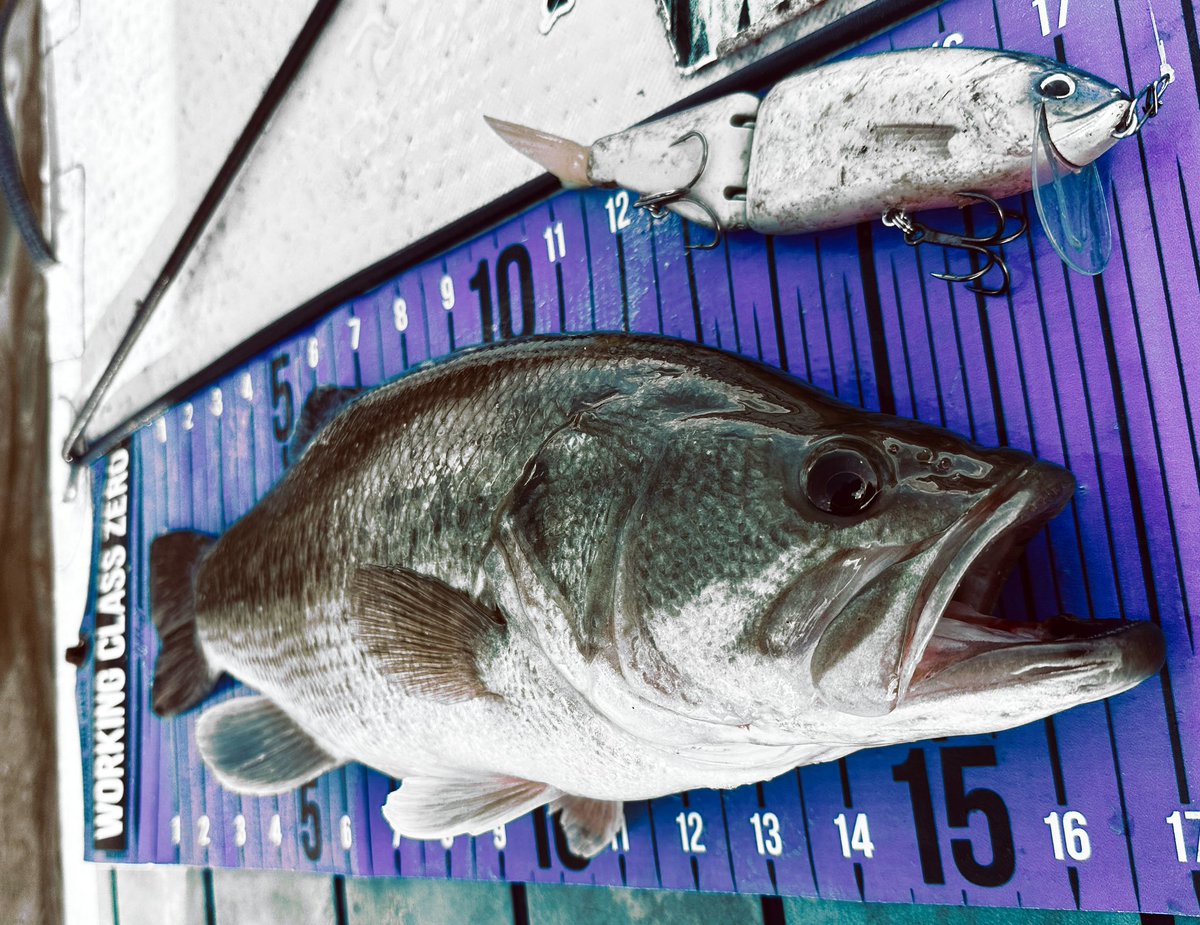 Lets_Justfish's tweet photo. Another biscuit of the TK /Spector/
17.5” x 4.89 lb….
#Workingclasszero #Pursuitofgiants #Allornothing #Drtheadz #Drtvarial #TinyKlash https://t.co/Wh5HbORJvS