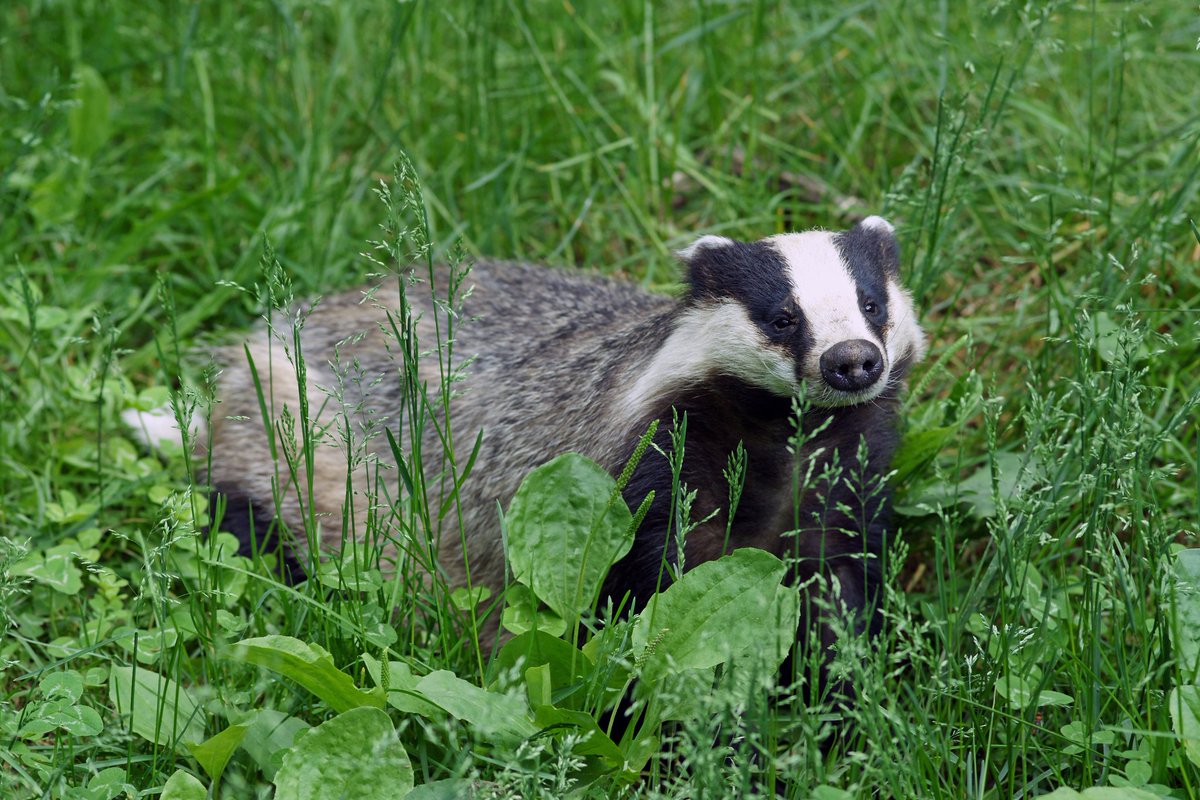CllrRMallender's tweet image. Chuffed to see a chonky #Badger (not this one!) heading on to The Hook local nature reserve in #LadyBay #WestBridgford the other night!
#wildlife