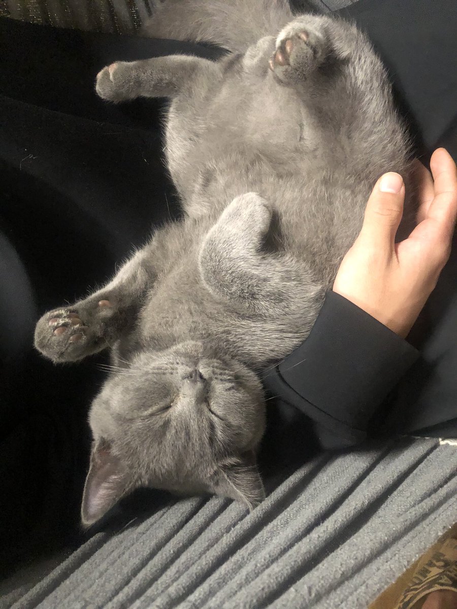 _Yan_bo's tweet photo. 猫猫也会有烦恼吗 https://t.co/wHaHereP7Q