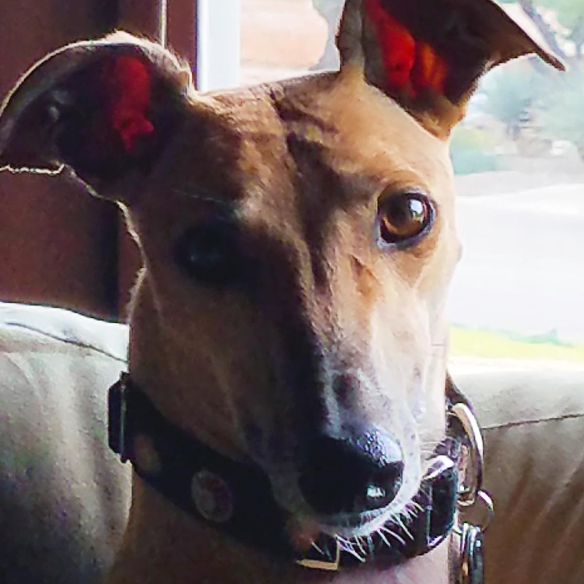 AZHeartHounds's tweet photo. Spend Your Rainy Day Checking Out Our Bidding For Good Auction! Now until Tuesday, Dec 6th...
https://t.co/D3rSCaQzTH
https://t.co/dF8J6TZmgI
#azheartfelthounds #biddingforgood
https://t.co/xttXhARiFb https://t.co/6cPlmmCxRV