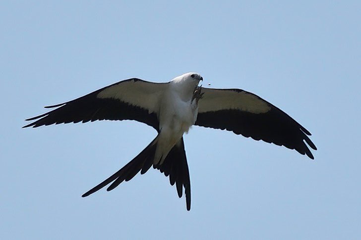 byelsachen's tweet photo. A gorgeous Swallow-tailed Kite from this spring for #ArtAdventCalendar today! https://t.co/vmOrztae9Q