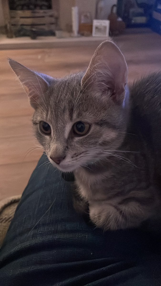 jantho's tweet photo. @JaneFallon How cute is my baby Theodore ❤️❤️🥰🥰 https://t.co/tU9nJtxT03