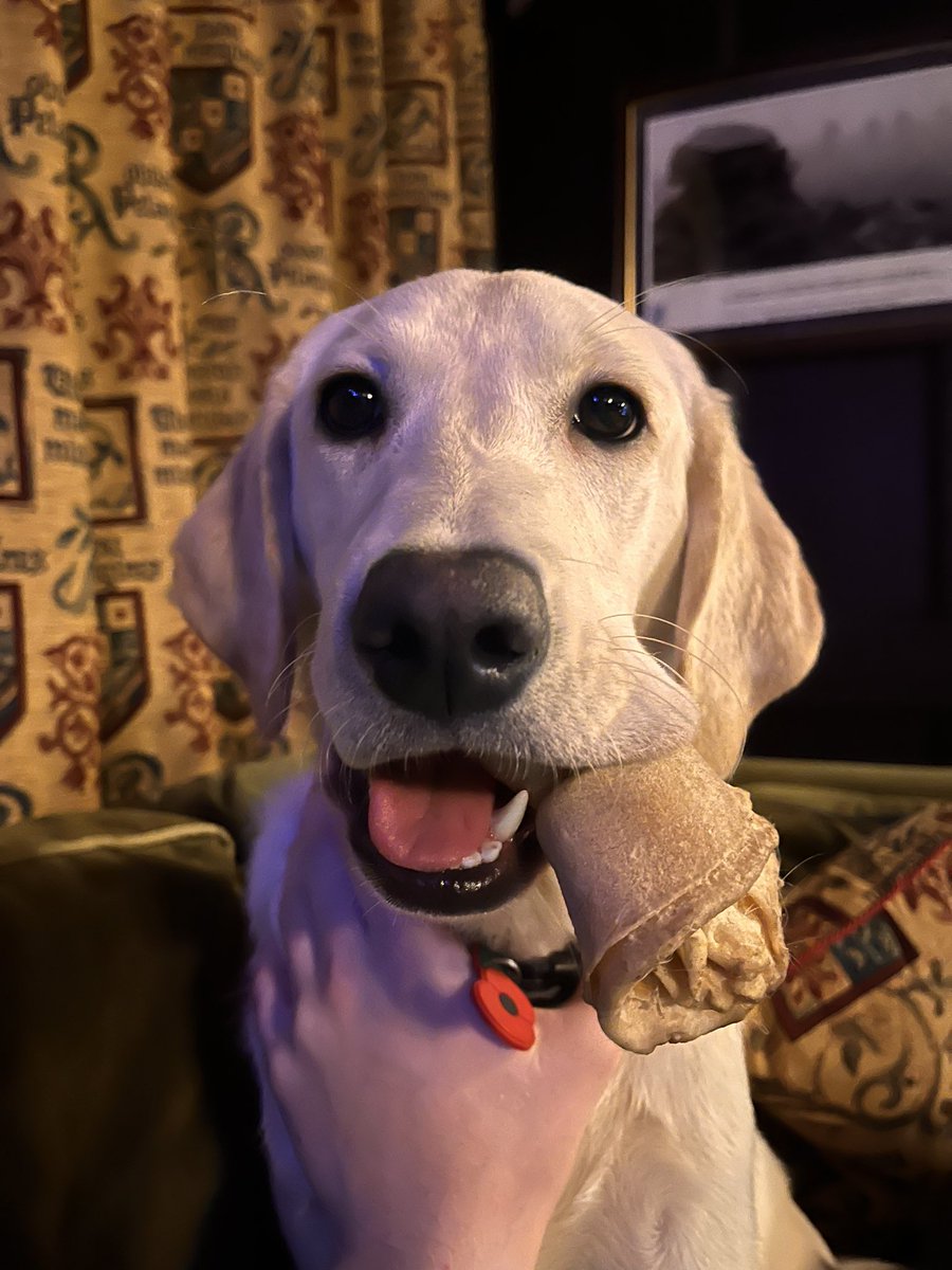 r6euan's tweet image. England match finished, now me and Ayla are watching more of the Netflix show Wednesday. It’s good, knockoff Harry Potter. Quite enjoying would reccomend.
Bonus pic of Ayla because she’s cute ;)