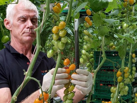 Tomaten met een 'wowfactor' dankzij een nauwkeurig afgestelde irrigatiestrategie - @Cultilene groentennieuws.nl/article/948319…