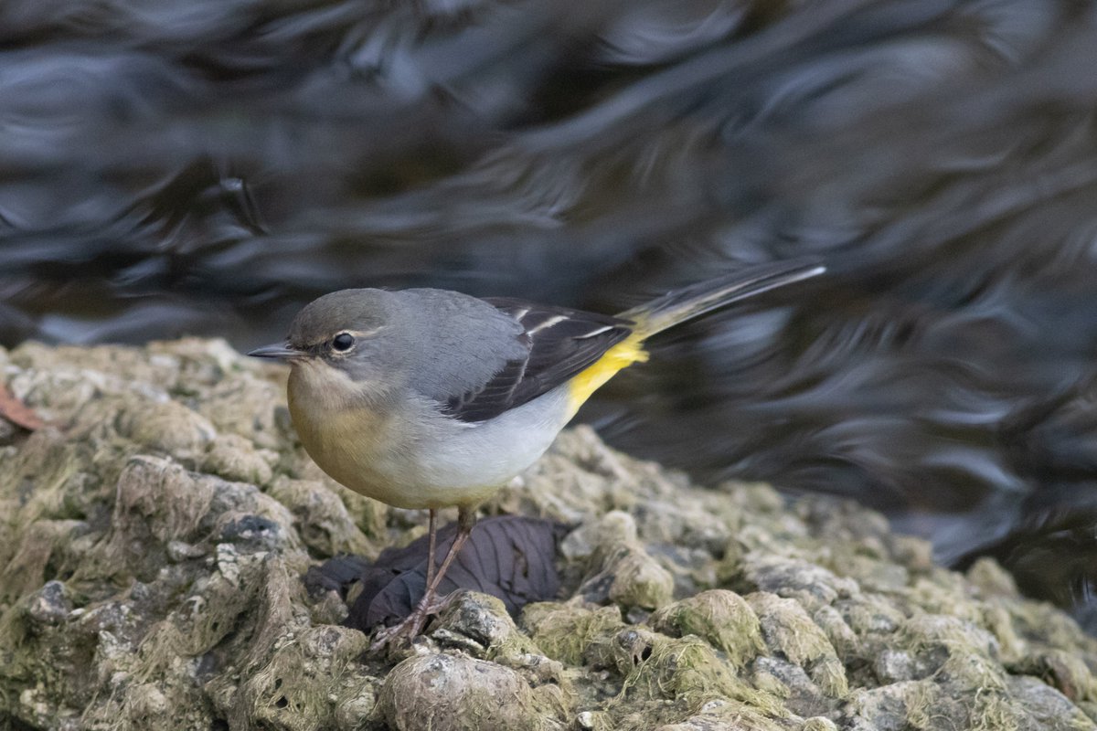I enjoyed watching this Grey Wagtail at Hilfield Res this morning which seemed totally oblivious to me. #hertsbirds #londonbirds