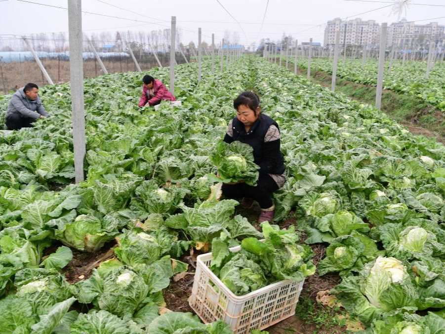 China Daily on Twitter "Vegetable growers have been busy harvesting