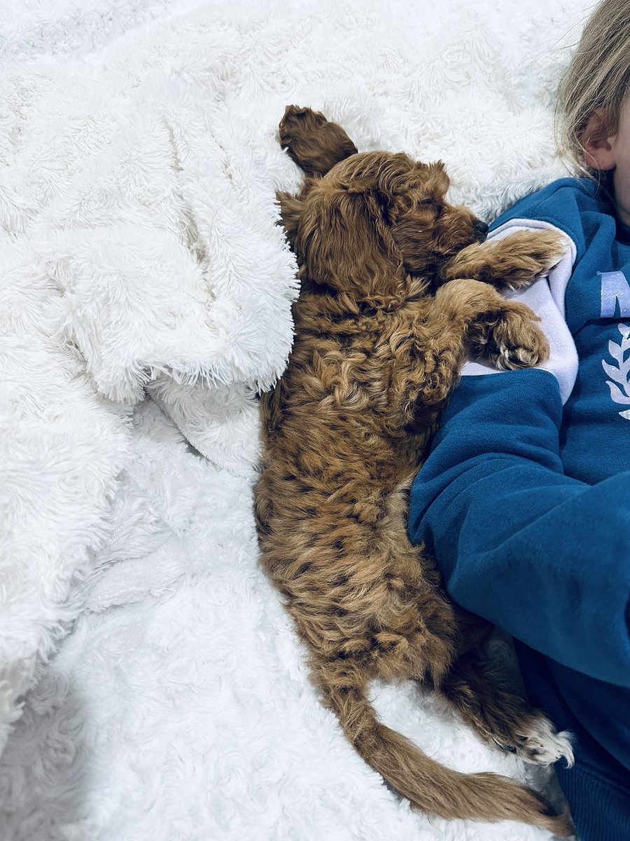 cameronwendt40's tweet photo. Someone is enjoying the new puppy…..#bexleeclaire #millie ⁦@brandiwendt11⁩ https://t.co/KXL51j1nhd