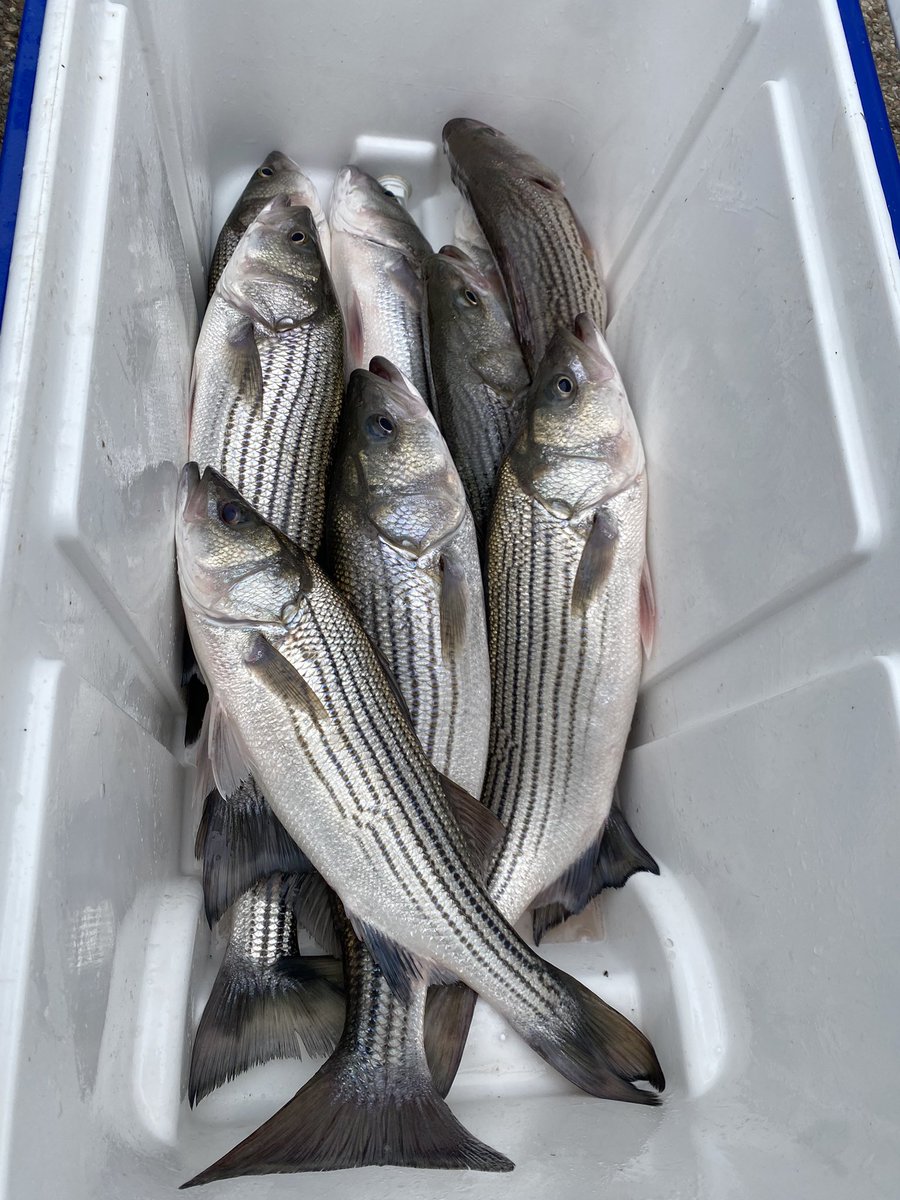Flying_fish72's tweet photo. We caught a few good ones today #Stripers #PossumKingdom #Deadstick #ActiveTarget @LowranceFishing https://t.co/HZXplsMHO0