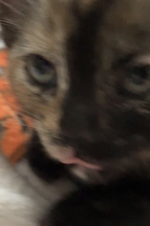Adzud0n's tweet photo. Meow https://t.co/bonfjXKlXy
