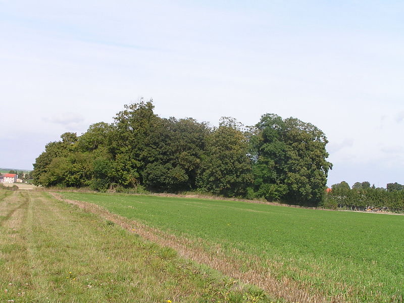 MonumentumFr's tweet photo. Tumulus ou tombeau de Théodoric à #Poix (#Marne) Construction Protohistoire. Tumulus ou tombeau de Théodoric (cad. E 289) : classement par arrêté du 3 avril 1963.
Suite 👉 https://t.co/I8215TwxAg
#Patrimoine #MonumentHistorique https://t.co/rbjK0k4M6L