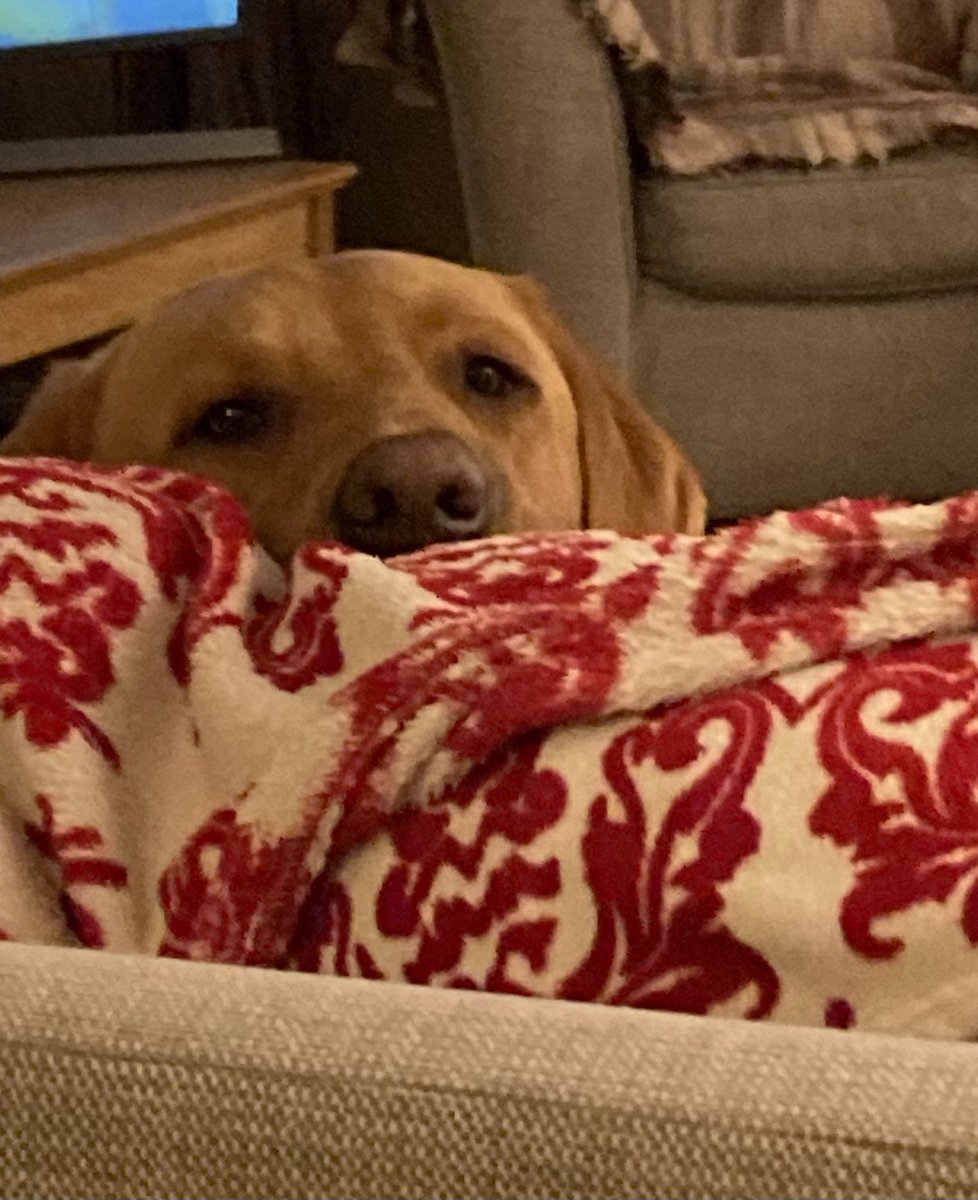 Julie Bell MBE BCA tweet media