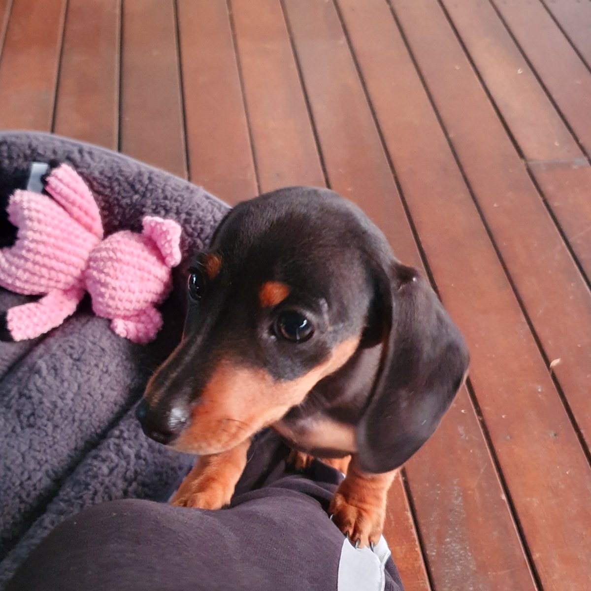 TonyJames666's tweet photo. We got a #dachshund and she is amazing.  Meet Willow 🥰 https://t.co/zkswi4Vd6e