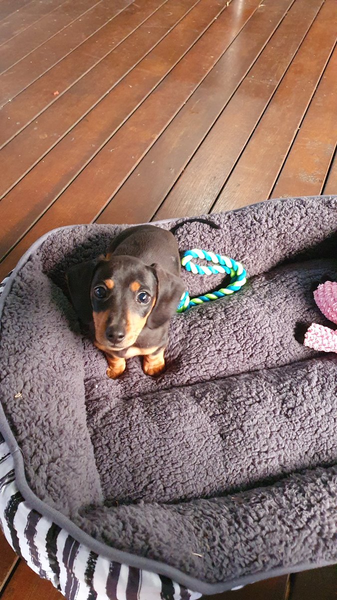 TonyJames666's tweet photo. We got a #dachshund and she is amazing.  Meet Willow 🥰 https://t.co/zkswi4Vd6e