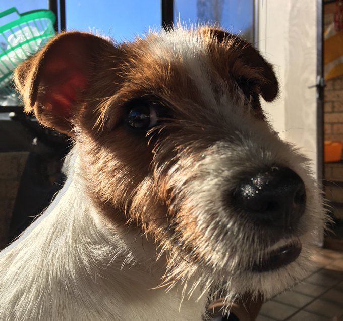 Happy 6th Birthday to Alfie Han Solo. The craziest Jack Russell that ever was! 
