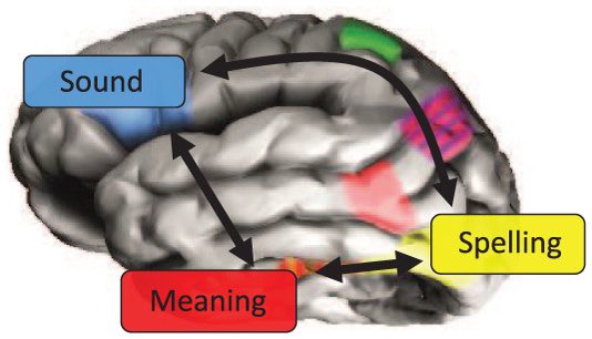 americantesol's tweet image. Skilled reading reflects an accumulation of experience with written language journals.sagepub.com/doi/epub/10.11… #TESOL #ESL #EFL