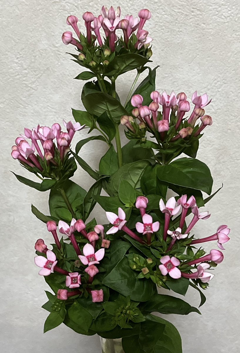 ブバルディア Twitter Search Twitter