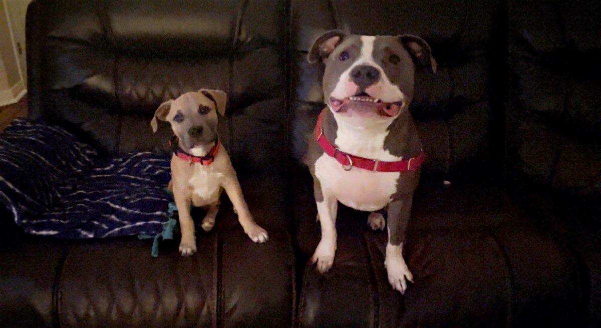 Rami and Kane 🖤🐾