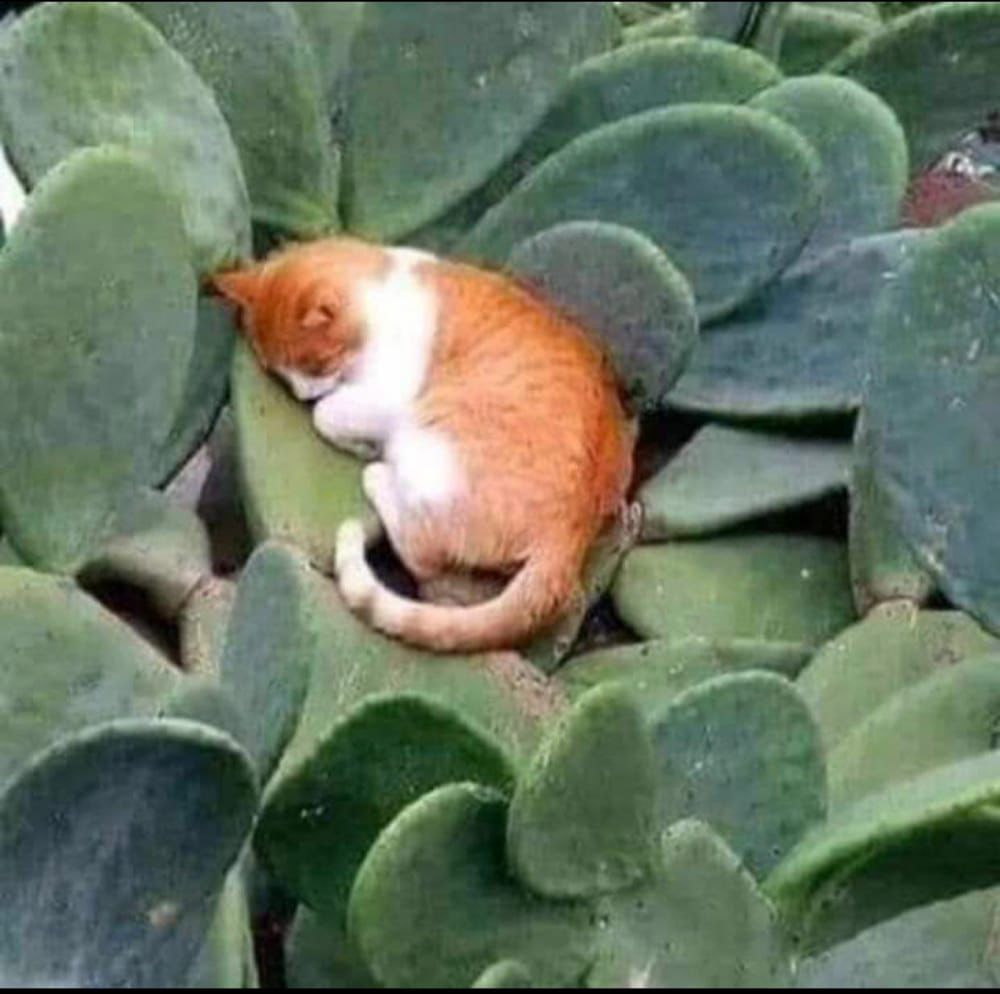 خف الوله يا قلــب ساكــن ضلوعي
كثر الوله يا قلـــب وش حاجتي فيه

تعبــت من كثــر الجفا والقطـوعي
والشــوق الاخبـــل مااريده ولا ابيه

حبيت بس الحـــظ ماجـاء بطوعي
وعشقت بس العشق خابت امانيه

ورضيـــت بعــد التجربه بالقنوعي
من حُب عابر يكفـي القلب مافيه