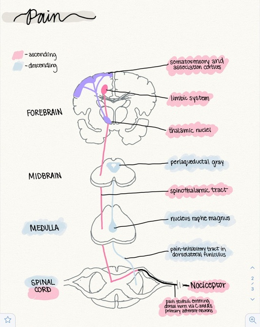 chrost_hugo's tweet photo. The pain pathway.

From Emma Bishop

#neuroscience #MedTwitter https://t.co/dgQhvstIju
