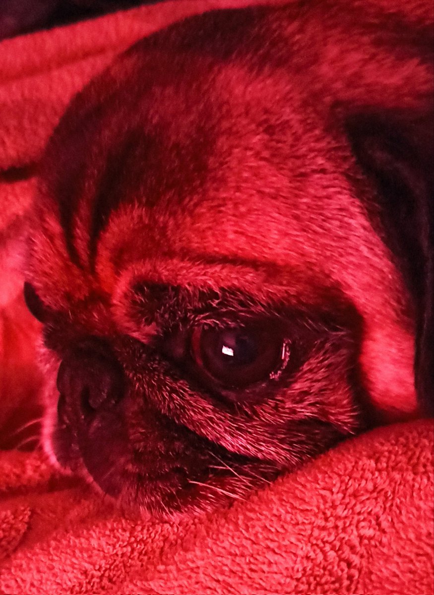 SchatzThorsten's tweet photo. #rannflsuechtig #rannflsüchtig mops beim nfl schauen https://t.co/MrpGxlNvp6