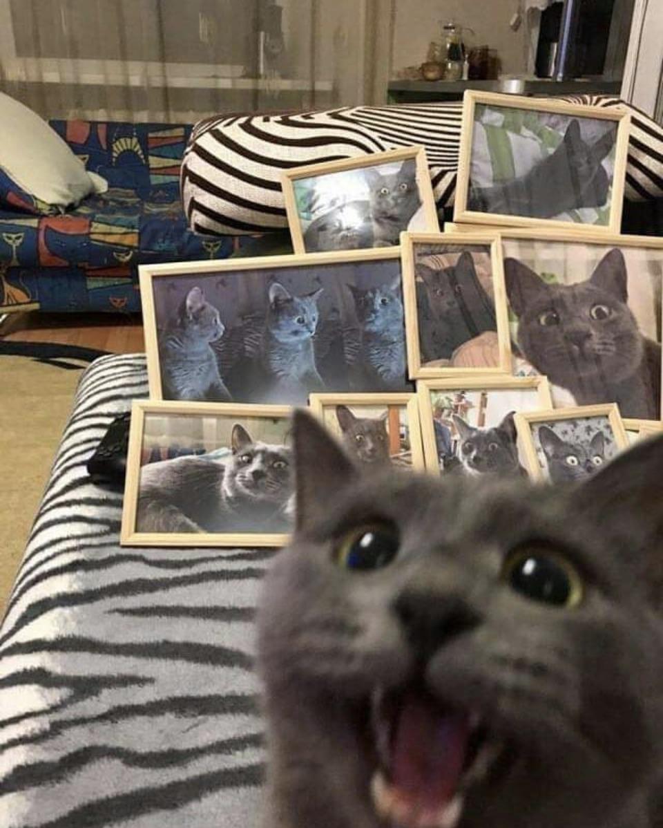 the prized collection