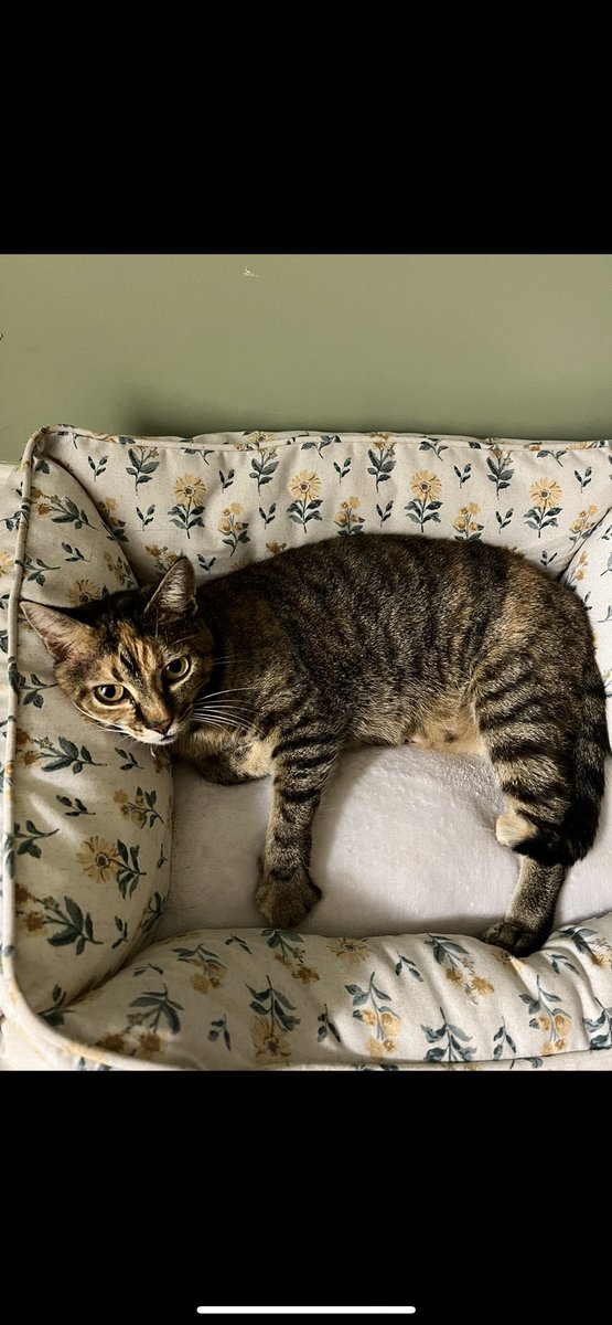 _nataliehanshew's tweet photo. @joeimel missing cat since 11/24. she is an outdoor cat but comes inside every night. thinking someone might’ve picked her up. missing from Morgantown Rd across from Walmart &amp; Lampkin Place Apartments. please share! 💔 https://t.co/8WE0dYHIc4