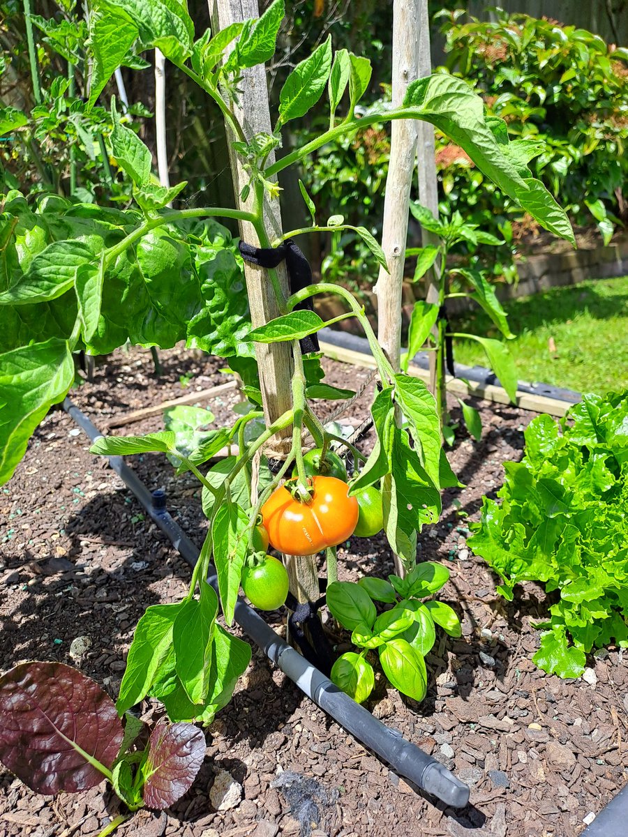 tutugd's tweet photo. My first ripe tomato! Grown from seed at Remakery.#homegrown #tomatosuccess #gardensofwainui #Remakery https://t.co/fgD89TZb8V