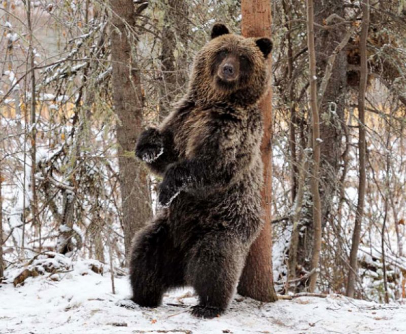 What's a Grizz to do to get some moisturizer around here???

#itsadrycold 
#Canadian #Rocky #Mountains