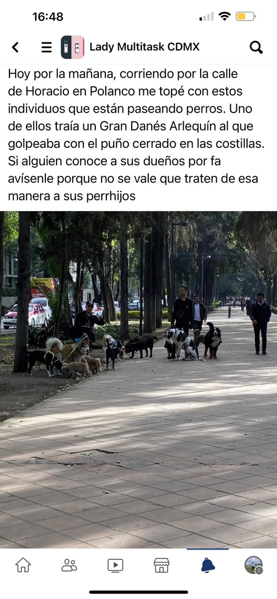 LilaCharvel's tweet image. Este paseador golpeaba con puño cerrado al gran Danés  en Polanco.