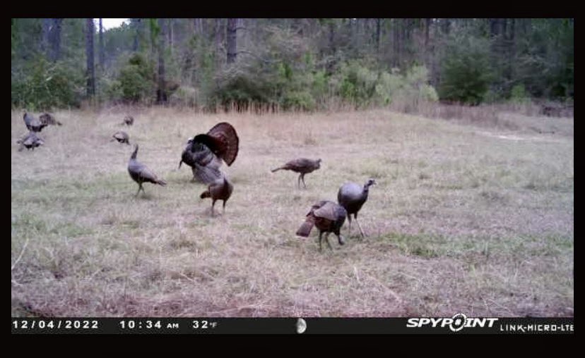 teamwingbone's tweet photo. Guess he is just as ready as us for the spring season to start!!! #springturkeyseason #kingsofthespring #fullstrut #blowedup #wingbonecalls https://t.co/c5Oh8xBOPq