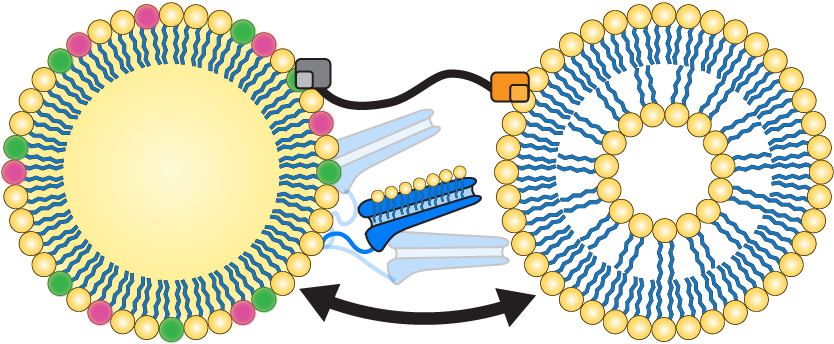 Come hear my talk on Monday at 11:15 in room 201 where I’ll share my work demonstrating ATG2A mediated lipid transport at a phospholipid monolayer, and come find my poster at B432 #CellBio2022