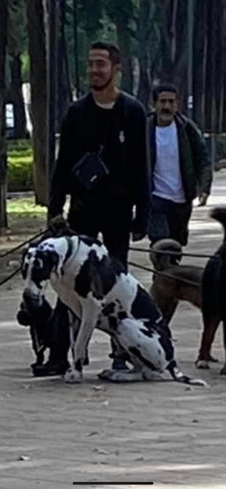 Esta paseador golpeaba al gran Danés con puño cerrado  en Polanco