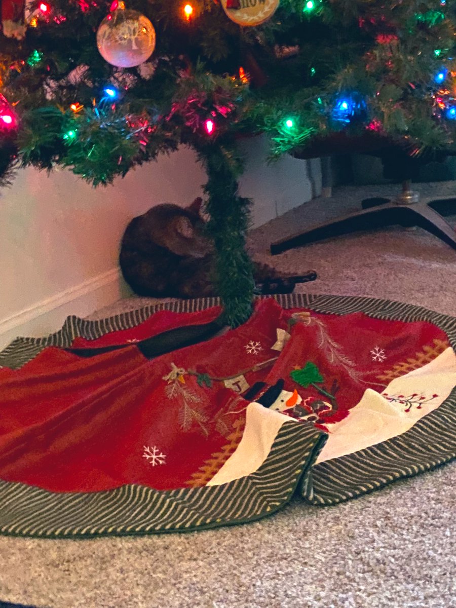 Breadchick's tweet photo. Stella, you better not let McDuff catch you under his tree! 🤣 #TreeSitting #MerryCatmas https://t.co/e53JnSC0BS