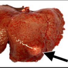 In what may (or may not😉) be the last paper from @YaleIR #IOlab for 2022, we published this hopefully useful report showing our new protocol for an authentically cirrhotic VX2 liver tumor model in rabbits. Many in #irad study tumor embolization. This will help! <a href="/JVIRmedia/">JVIR</a>