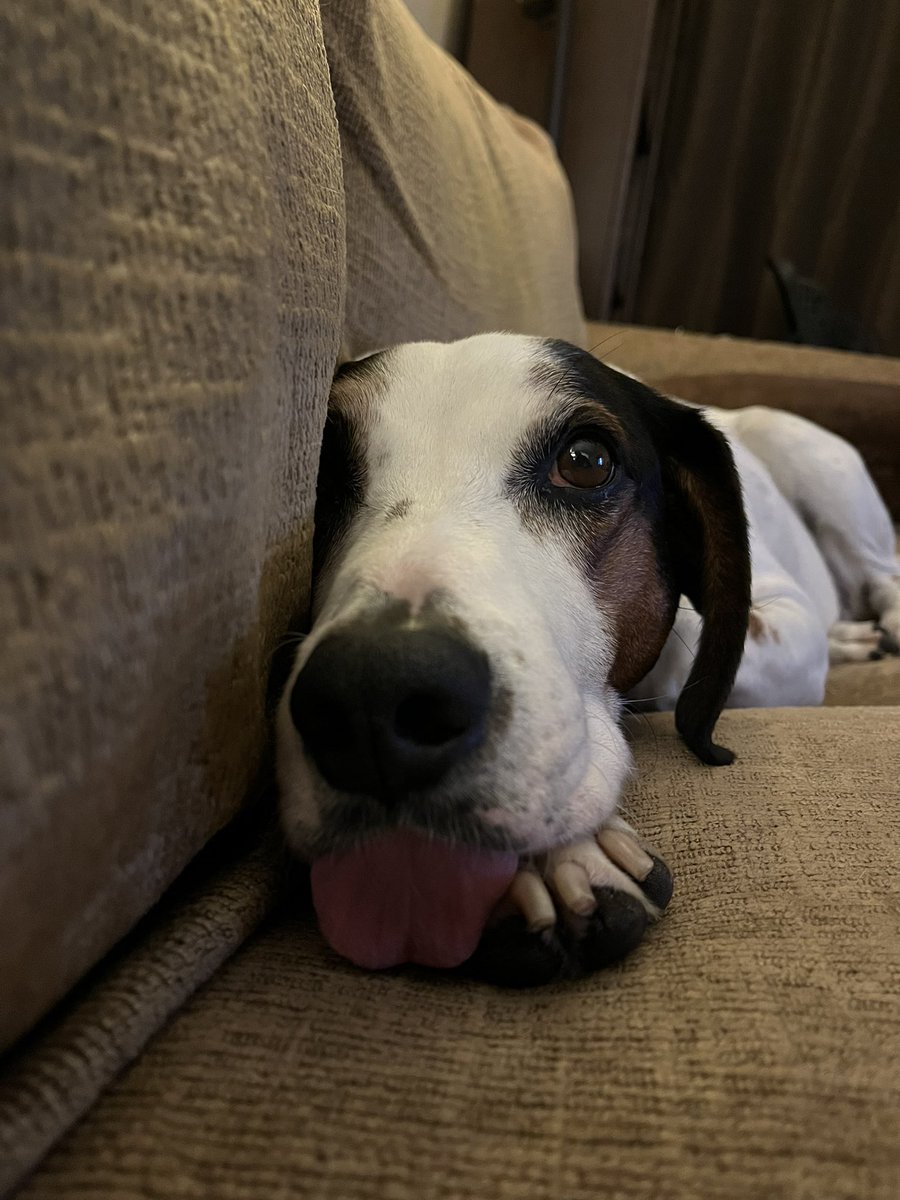 Hi Mom! I am just laying here Dugginsing! 🐶😆😜🤣#Dugginsing #DogOfTwitter