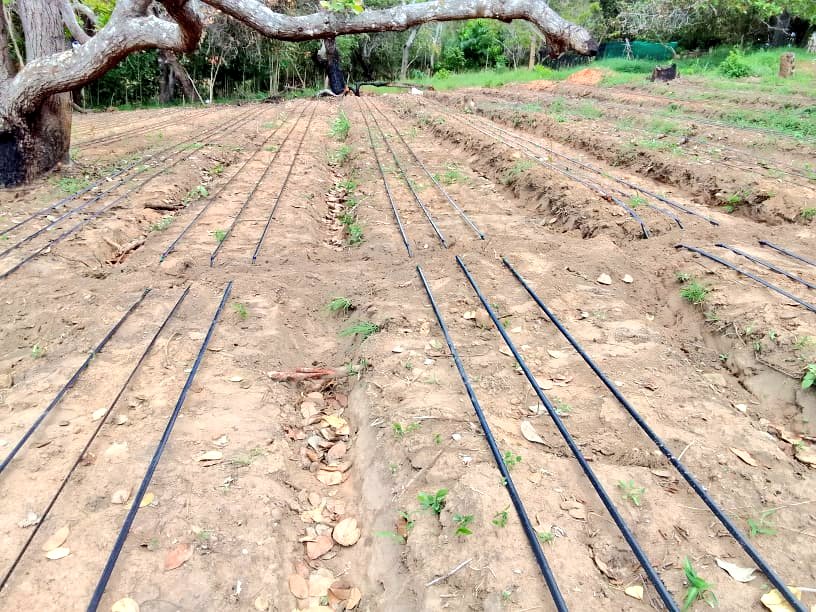 Over the weekend we were in Kwale, Msulwa  to install an irrigation system for Onions.

This comes after a few months of setting up a drip system for tomatoes &amp; vegetables at the same place &amp; the farmer appreciating how magical the system saves water and gives quality produce