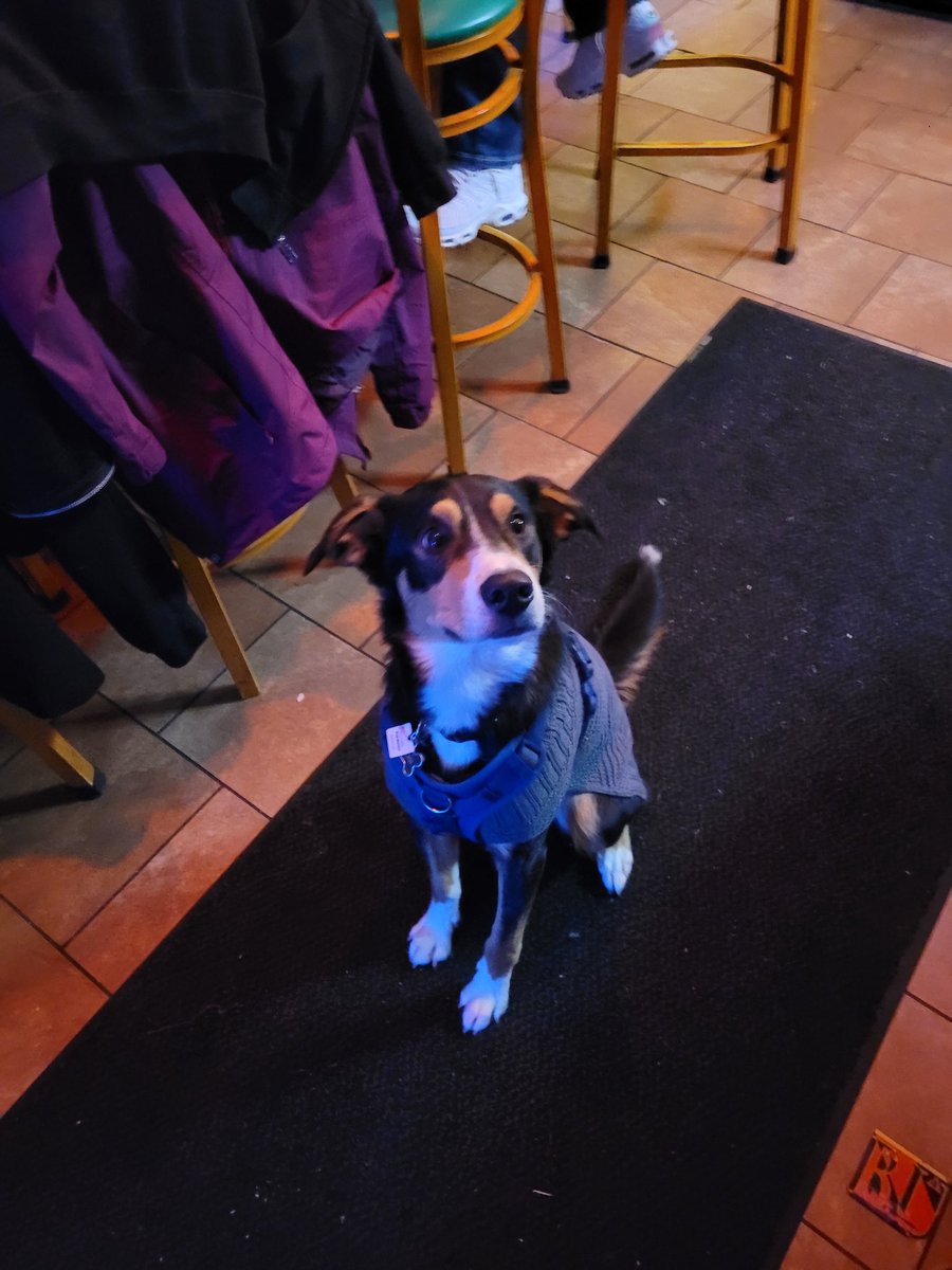 peachamusprime on Twitter "ScammerPayback Pierogi, meet Pierogi! This