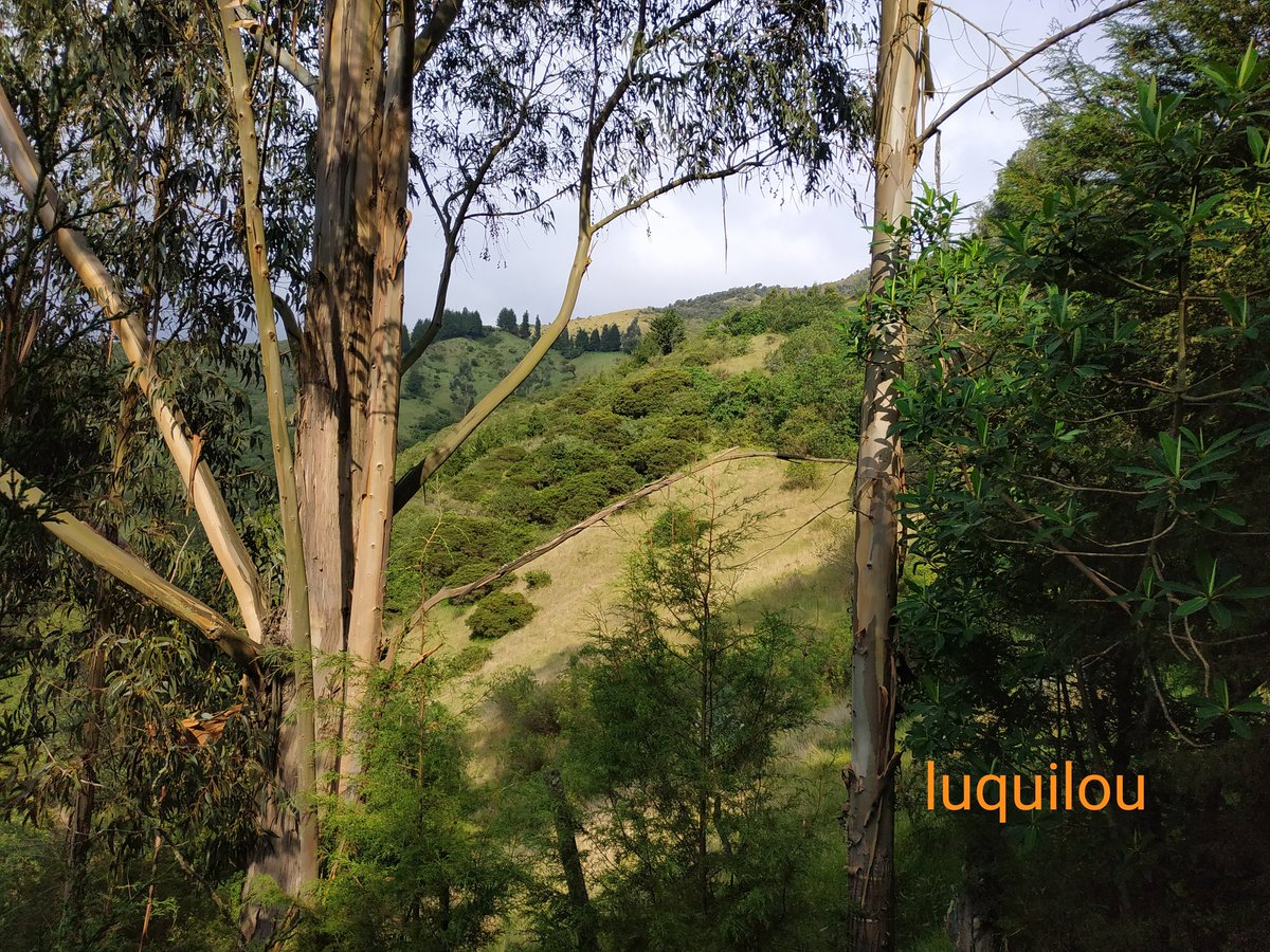 luquilou's tweet photo. Paisajes andinos #Andes #Ecuador #SieteCueros #FlorDeMayo #Agapantos #Montaña https://t.co/0DZEl3NNYh