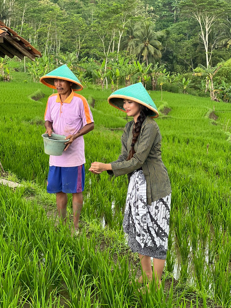 Memberikan pupuk organik untuk padi yang baru beberapa hari ditanam