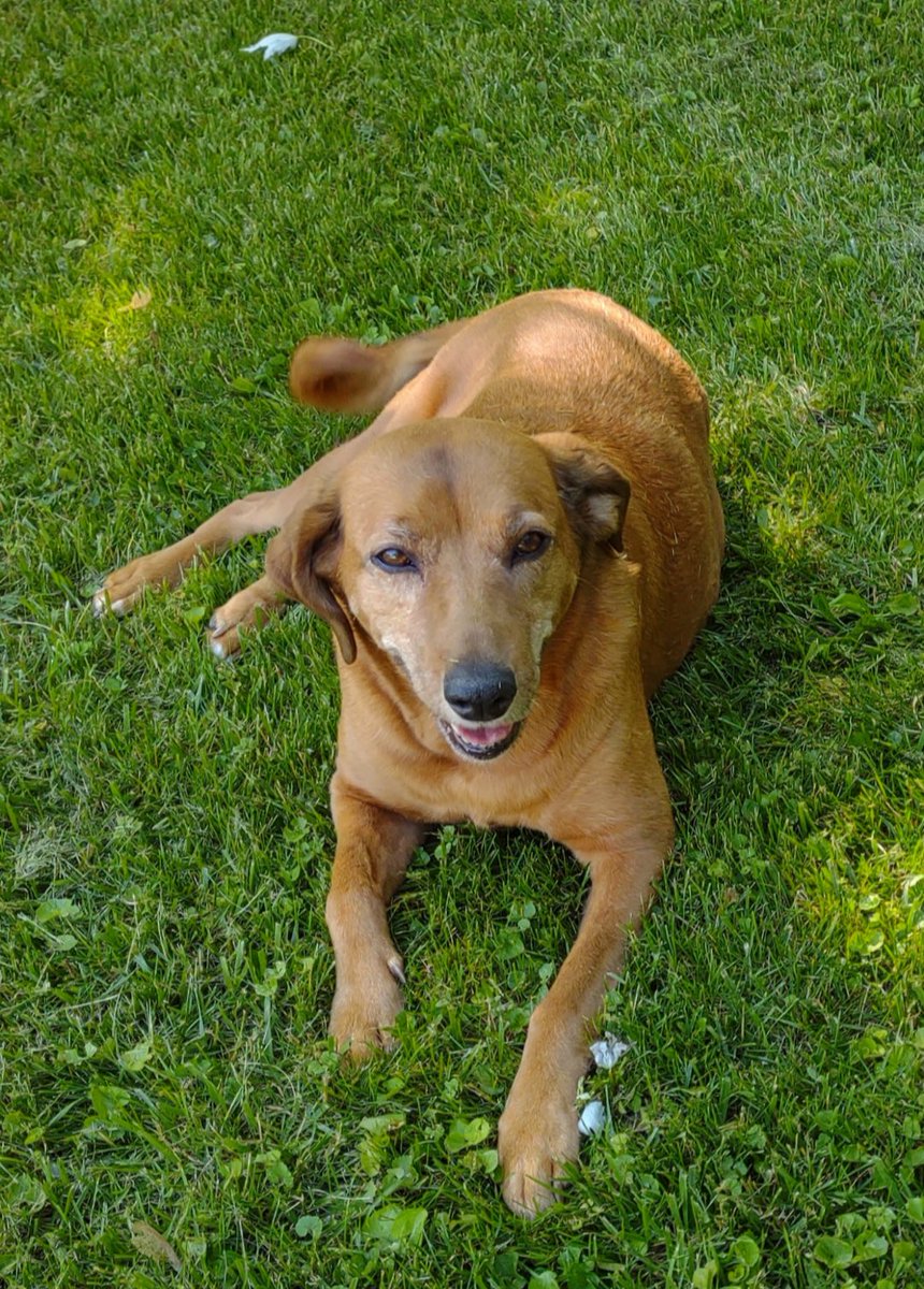 msbowshooter's tweet photo. My baby #Daisy #dogs #furbaby #dogsoftwitter https://t.co/70p0SlpzDD