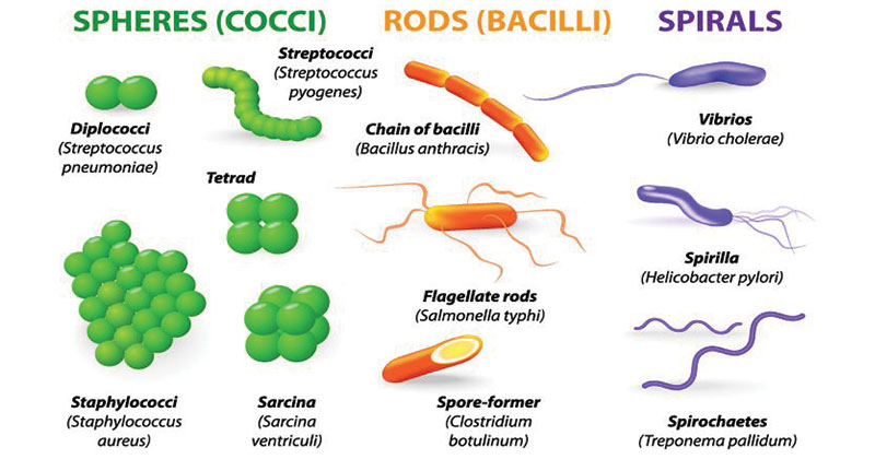 irjob_123's tweet photo. Ubiquitous one-celled #organisms, spherical, spiral, rod-shaped & appearing singly or in chains, comprising numerous and variously classified #phyla: among the inestimable num of #species are those involved in #fermentation, putrefaction, #infectiousdisease & nitrogen-fixation https://t.co/qZypjK4WaV