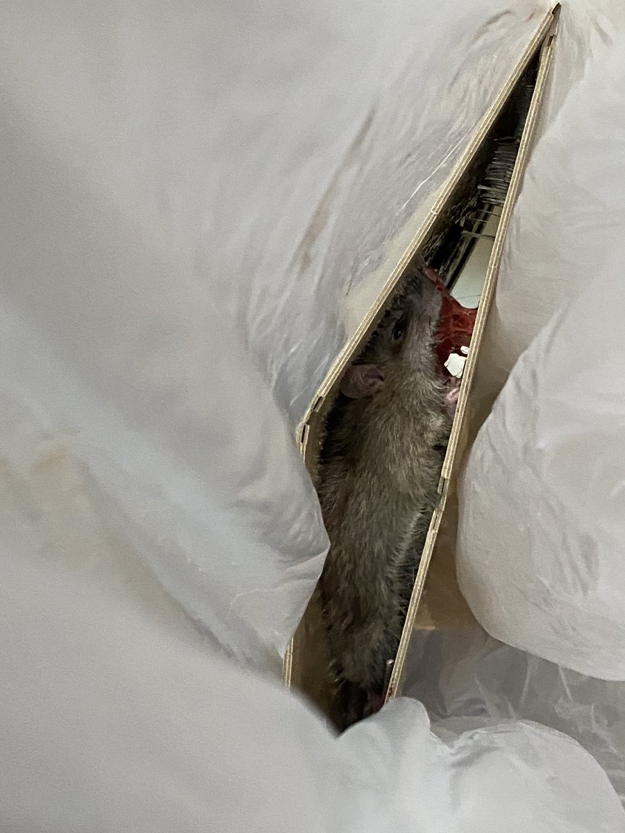 家にネズミが侵入。
これで舞浜に行かなくてもネズミに会える、とか言ってる場合でなく
駆除。
捕まってよかった