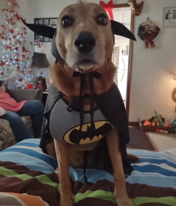 msbowshooter's tweet photo. #daisy #batman #lmbo #dogsoftwitter  #myhero https://t.co/OLdqzOmqj8