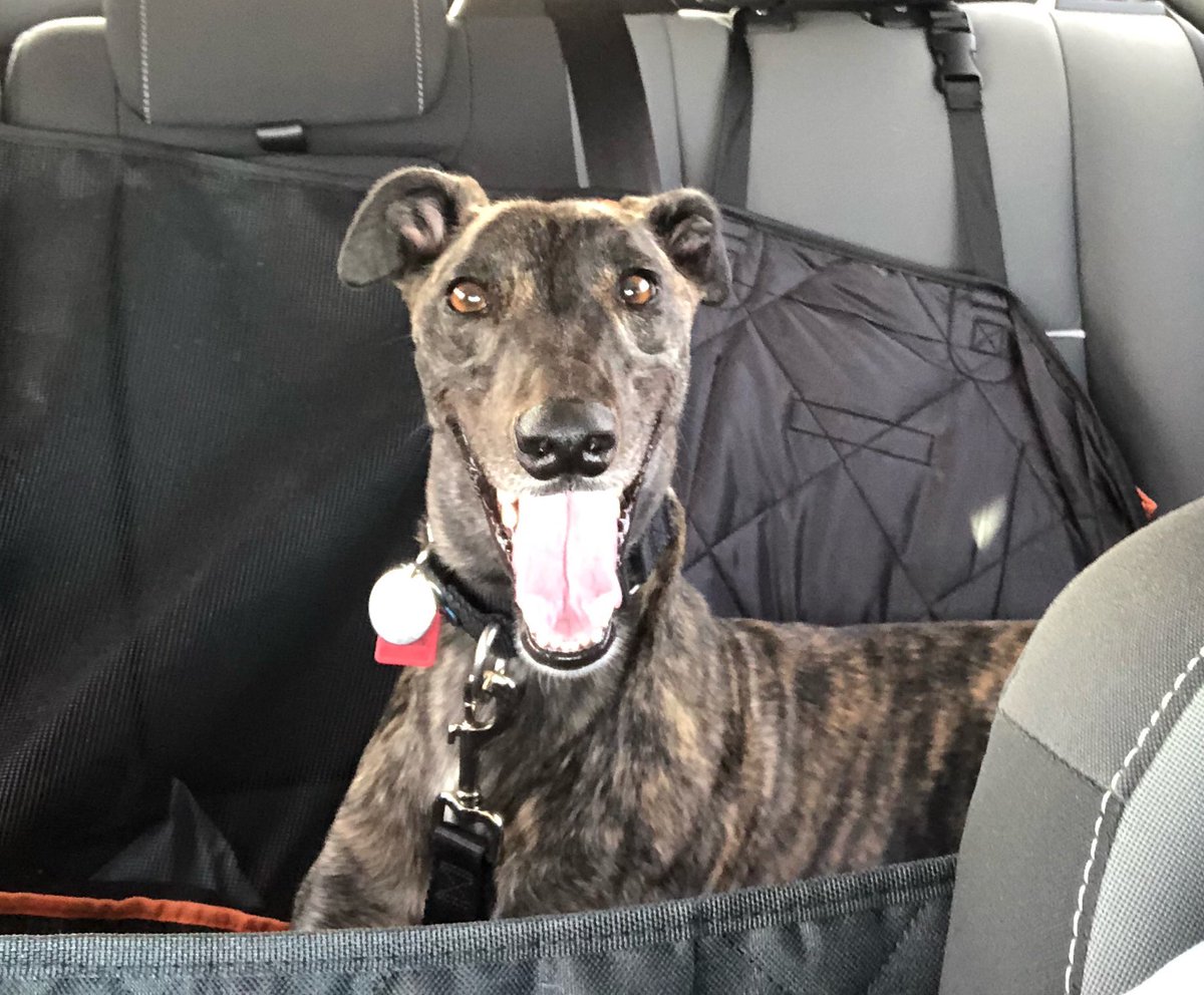 imageworkspics's tweet photo. @GreggDoyelStar My son’s rescue, Bindi. They are great dogs. #45mphCouchPotato https://t.co/eOGItkQLYV