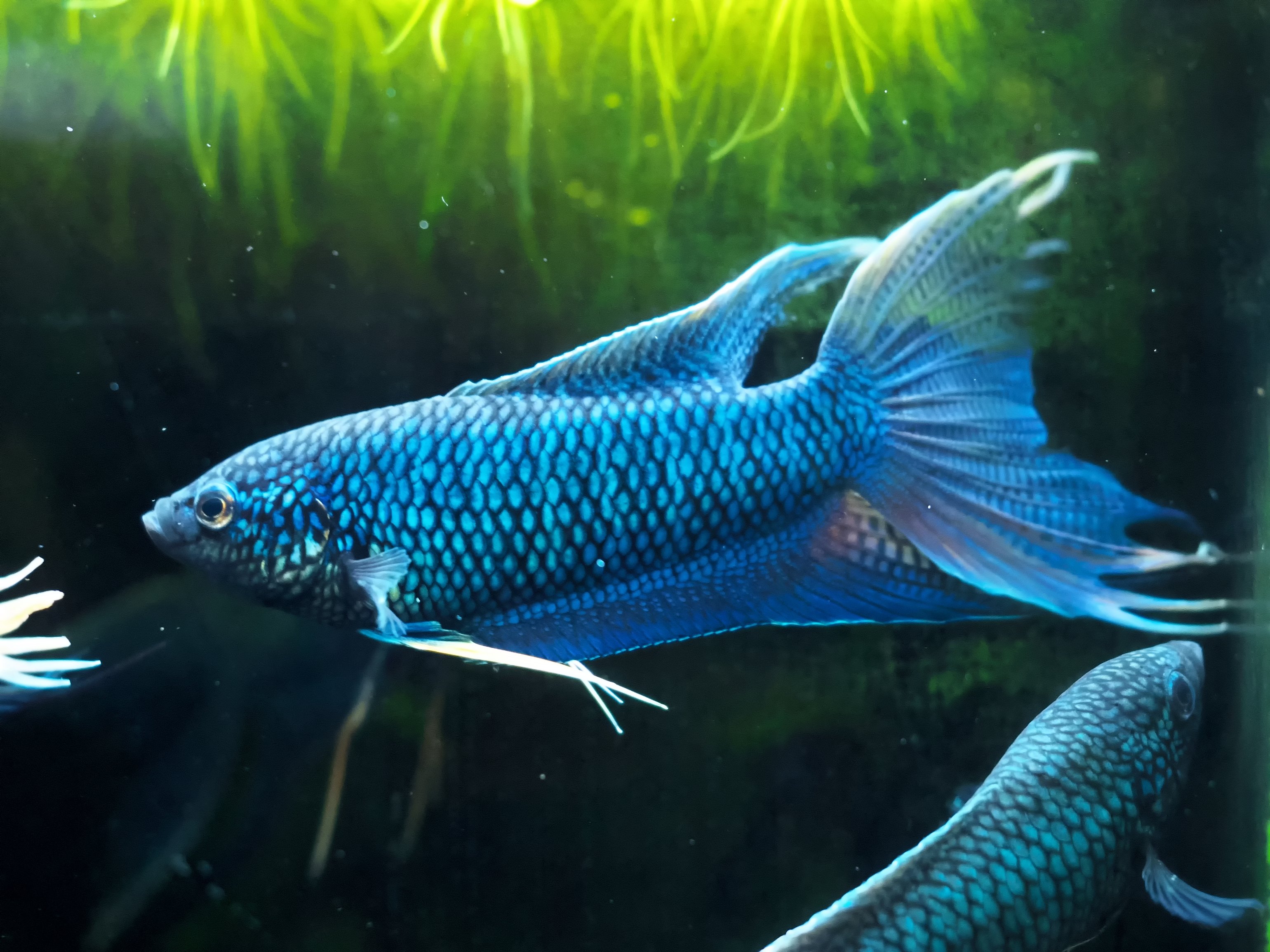 混沌魚 高輝度LED投光型集魚灯 – Hapyson