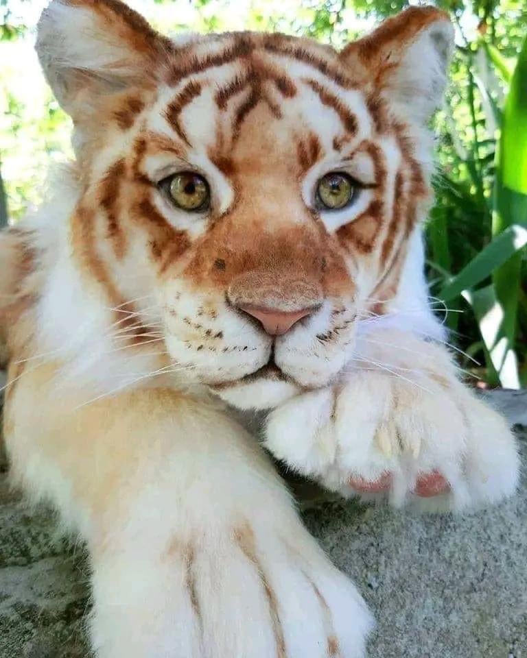NATURALEZAV3's tweet photo. La hermosura de un tigre 🐯 https://t.co/snE621tXJA