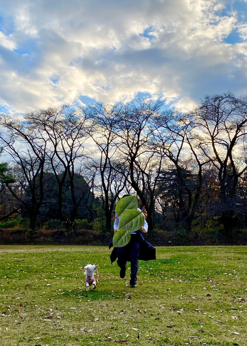 おはようございます😃
気付いたら12月に突入してました〜早い！😂
本当にぐっと寒くなりましたね❄️

夫が大好きなラテは、散歩の時一緒に走ってくれるとずっと見つめてるんです🐶💕
一途な姿が愛おしくなります🥰

#ビションプー #トイプードル #ビションフリーゼ  #MIX犬 #犬のいる暮らし