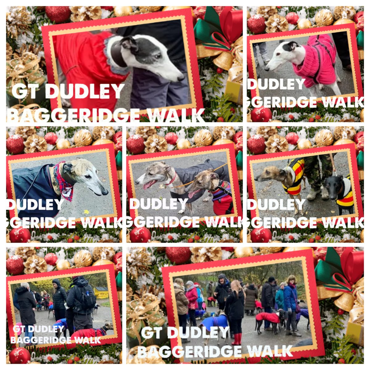 Greyhound Trust Dudley tweet media